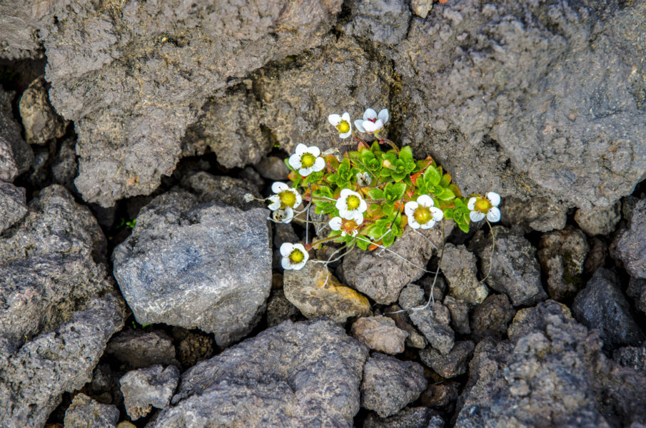 Dryas Punctata - Kamchatka - Rusia